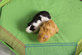 Prevue Pet Products Playpen Cover, Protects Floors & Carpets - Green