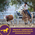 Farnam Horse Health Vita B-1 Crumbles Supplement for Horses, Supports optimal muscle activity and metabolism for perform