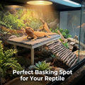 Bearded Dragon Basking Platform, Natural Slate Reptile Basking Rock with Wooden Climbing Ramp, Terrarium Habitat Decor f