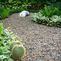 Aquarium Gravel 10 lbs, 3-6mm Fish Tank Gravel, Succulent Cactus Pea Gravel for Indoor Plants, River Rocks for Gardening