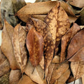 Magnolia Leaf Litter, 30-35 Leaves