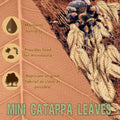 SunGrow 50 Pack Leaf Litter for Spider, Cricket & Isopod, Mini Catappa Dried Indian Almond Leaves, for Vivarium, Terrari