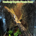 Hamiledyi Reptile Plants for Terrarium, Hanging Tank Greenery