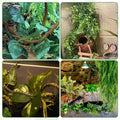 PINVNBY 10 PCS Reptile Plants Vine, Terrarium Hanging Flexible Climbing Artificial Leaves Reptile Hide, Bearded Dragon T