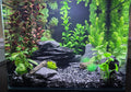 Natural Slate Stones 8 to 10 Inches - USA Sourced and Packaged for Aquascaping Aquariums, Terrariums, Paludariums, Repti