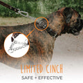 Mighty Paw Martingale Dog Collar - No Pull Design - Stainless Steel Chain - Limited Chain Cinch Training - Brown Leather