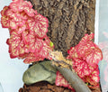 Woyrise Fake Reptile Plants for Terrarium,Tank Decor, Artificial Plant