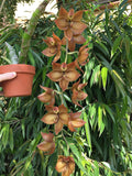 Premium New Zealand Tree Fern Fiber (Debris Free) Growing Medium and Reptile Substrate- Natural, Organic, Long Lasting |