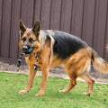 KONG Extreme Ball with Rope, Rubber Fetch Toy, Black, for Large Dogs