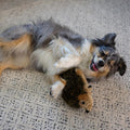 Outward Hound Hedgehogz Stuffed Dog Toy – Soft Plush Hedgehog, Grunts & Squeaks, Medium, 9" x 5" x 6.5"