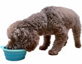Prima Pet Expandable/ Collapsible Silicone Food & Water Travel Bowl with Clip for Small & Medium Dog and Cat, Size: 1.5 Cups (5.1 Inch Diameter Bowl) (AQUA)