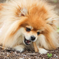 Nylabone Healthy Edibles Natural Dog Chews, Long Lasting Bones for Dogs, Bacon Flavor Dog Treats, X-Small (8 Count)