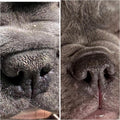 Draco's Nose Balm- Nose & Paw Balm- Lick Safe- Soothes and Deeply Moisturizes Dry, Crusty Snouts and Paw Pads