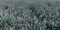 from The Field | Premium Whole Catnip Buds for Cats | Organic, USA-Grown, Fresh & Potent | Natural, Eco-Friendly Cat Treat for Play & Relaxation | Catnip for Indoor Cats | Resealable 1 OZ Tub