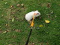 GOMICRAFT Handmade Figure 8 Harness and Leash for Ferrets/Guinea Pigs/Rats