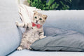 6-Pack Bow Ties for Chickens, Birds, Hamsters & Small Animals