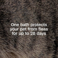 ADAMS Plus Flea & Tick Shampoo with Precor for Dogs & Cats, 24 oz